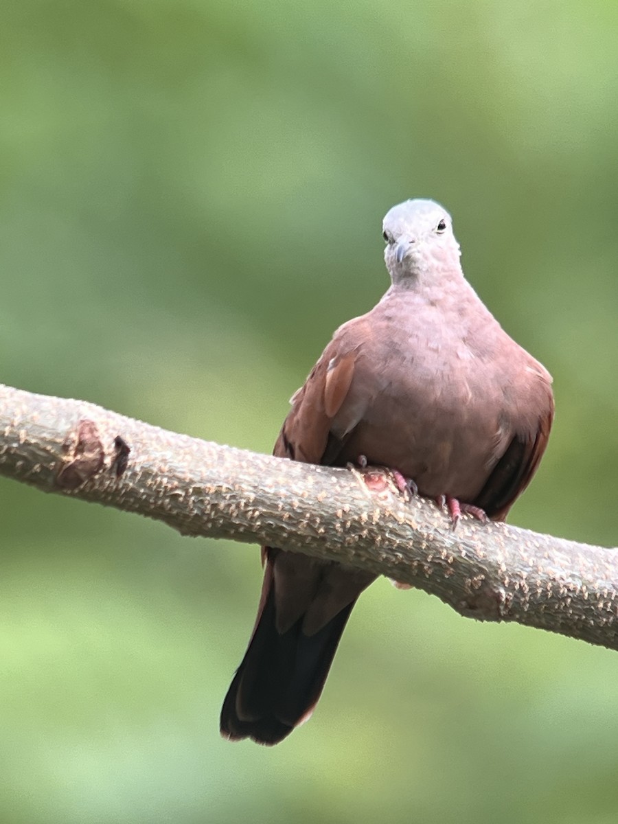 Ruddy Ground Dove - ML640377994