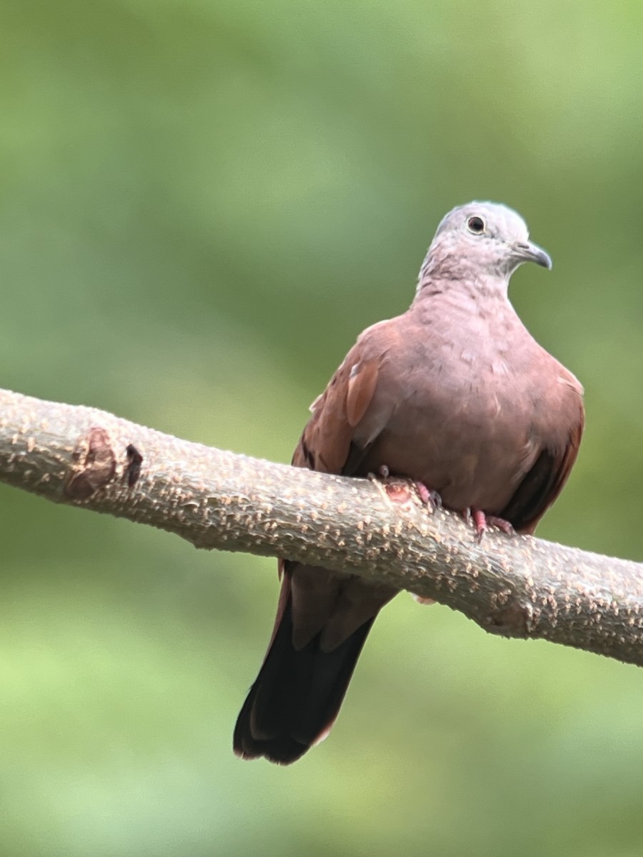 Ruddy Ground Dove - ML640377995