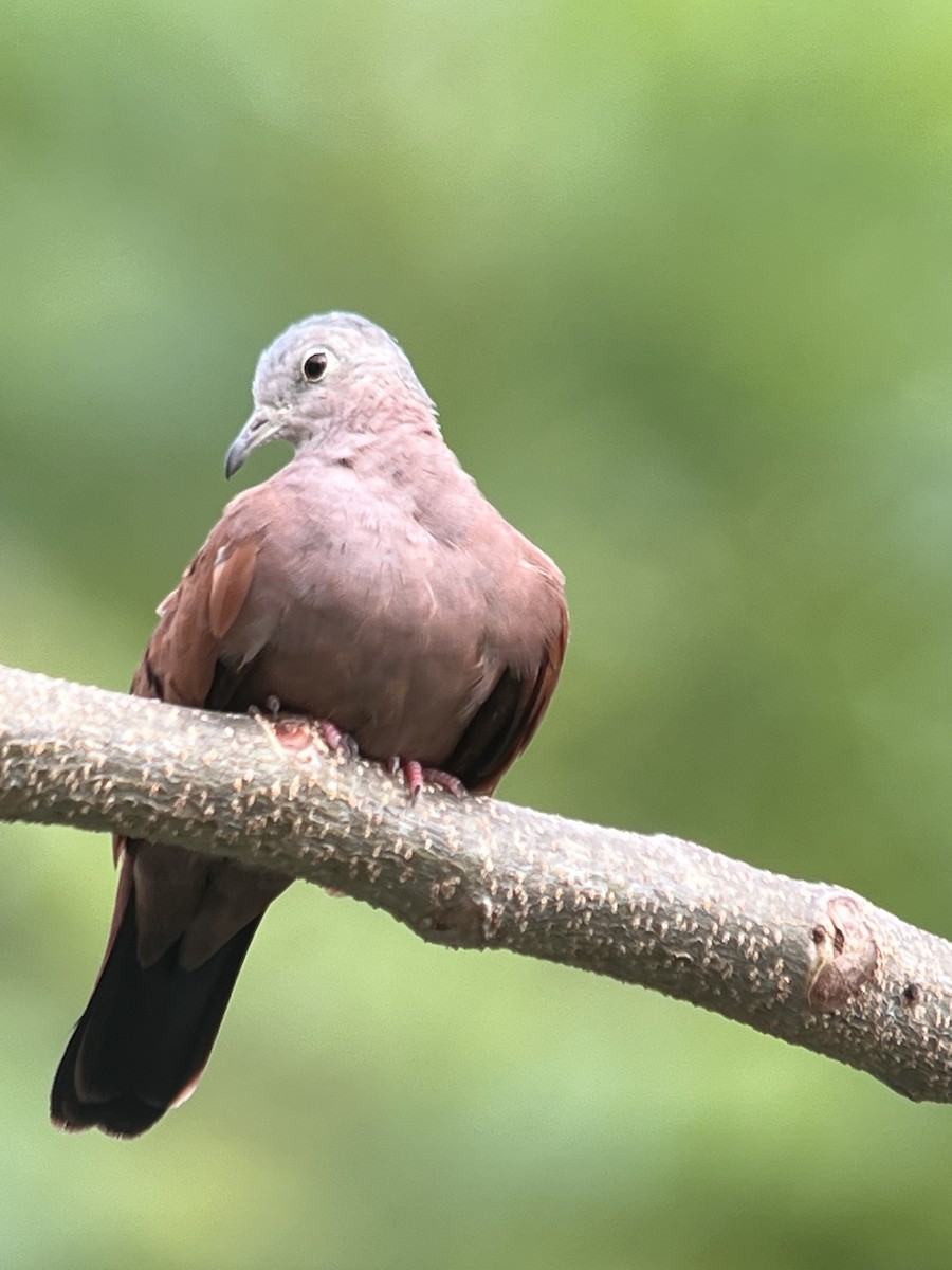 Ruddy Ground Dove - ML640377996