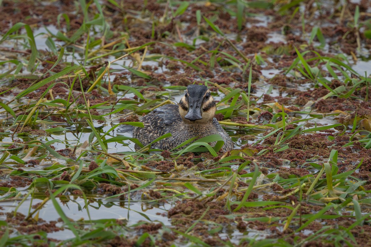 Masked Duck - ML640377998