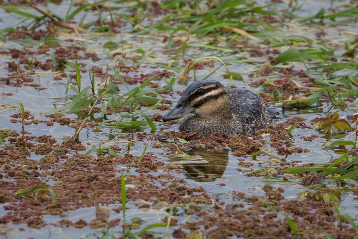 Masked Duck - ML640378000