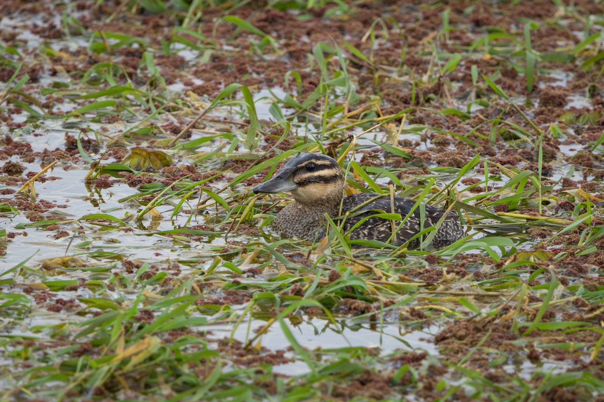 Masked Duck - ML640378002