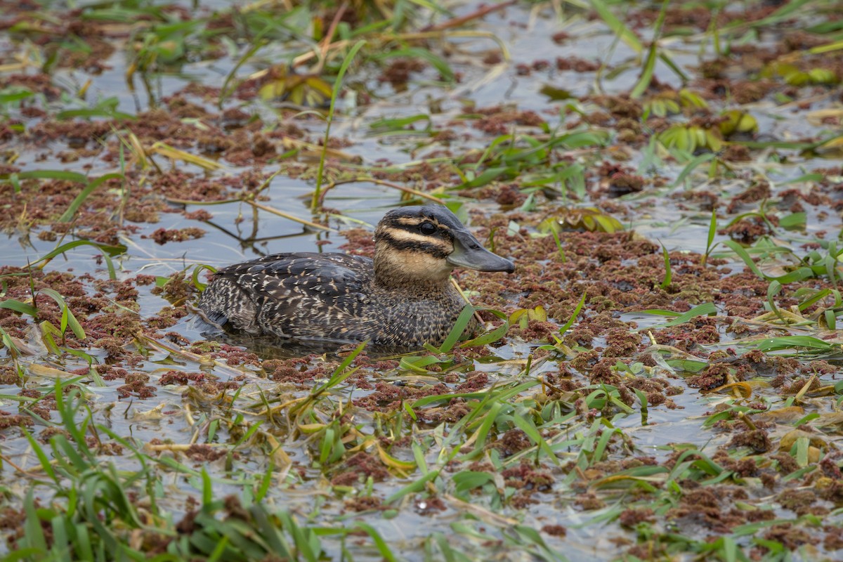 Masked Duck - ML640378003