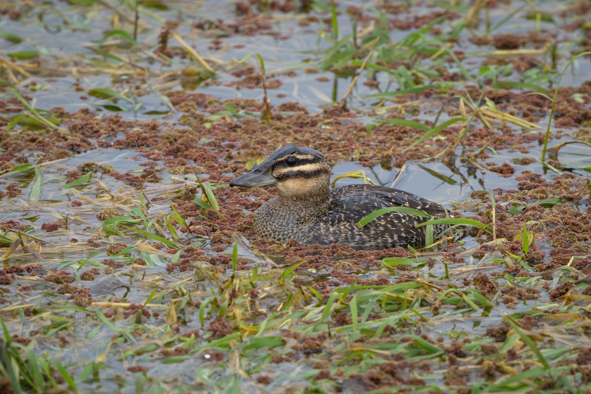 Masked Duck - ML640378005