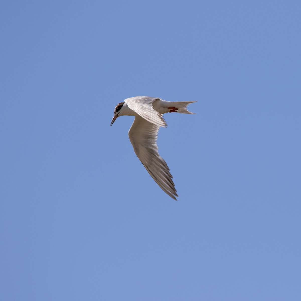Common Tern - ML640378013