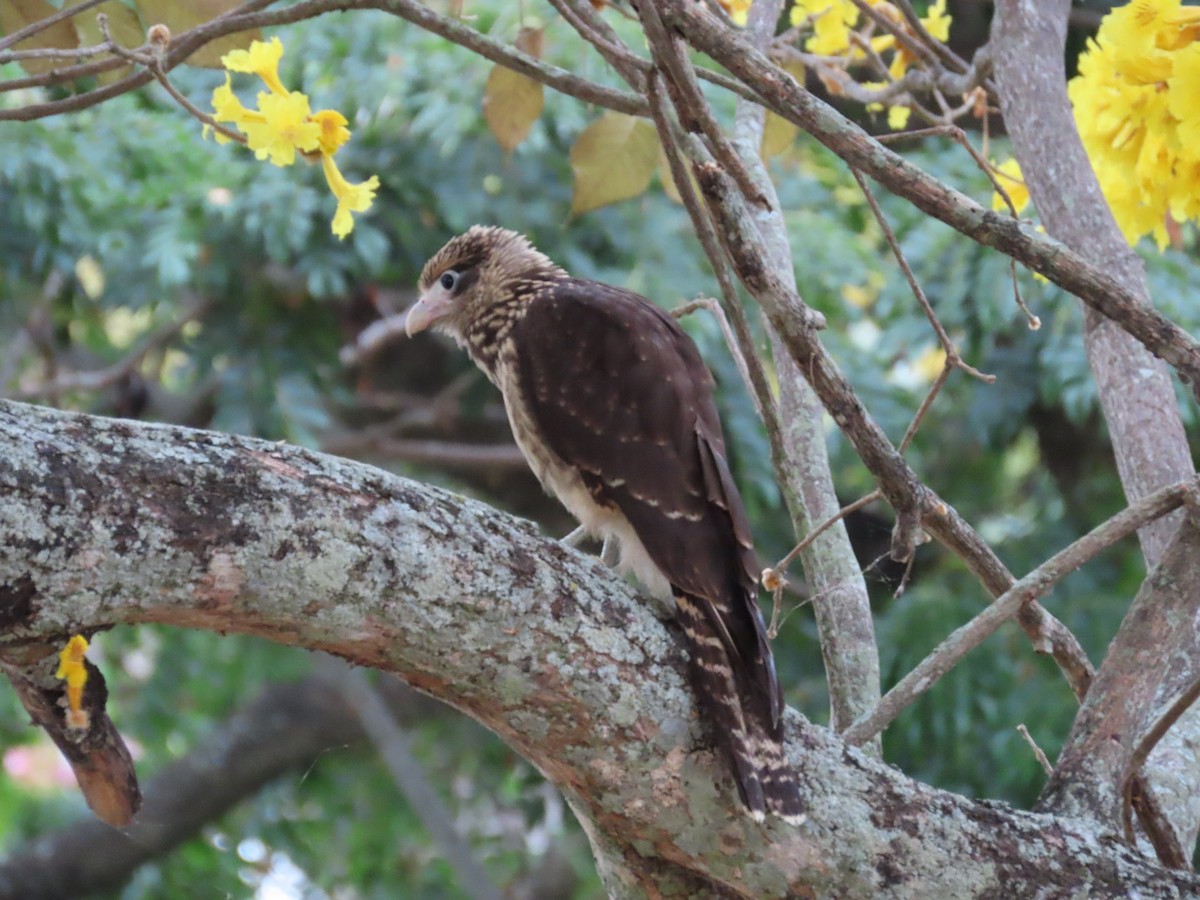 Yellow-headed Caracara - ML640378042