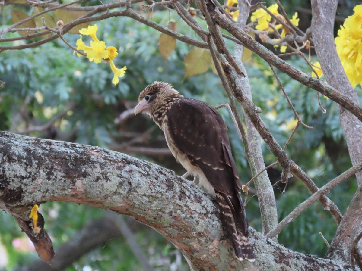 Yellow-headed Caracara - ML640378043