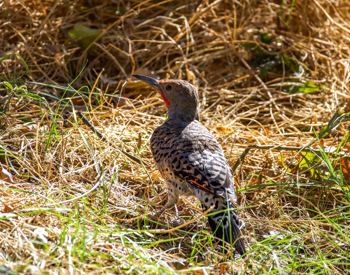 Northern Flicker - ML640378061