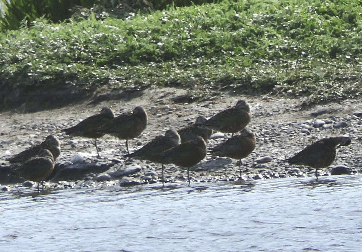 Hudsonian Godwit - ML640378066