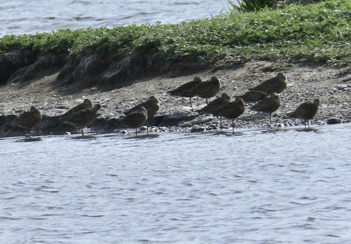 Hudsonian Godwit - ML640378067