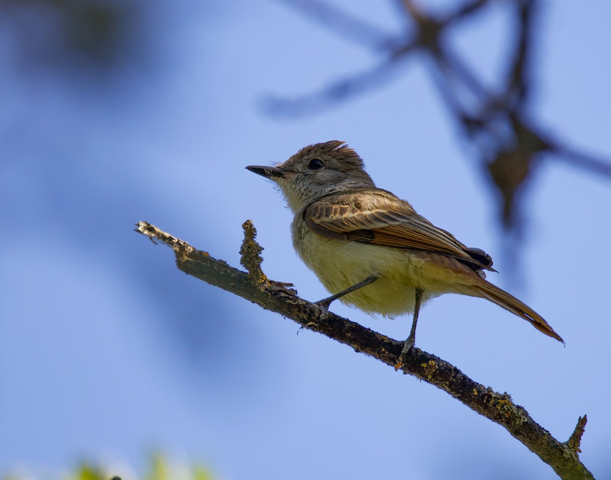 Ash-throated Flycatcher - ML640378068