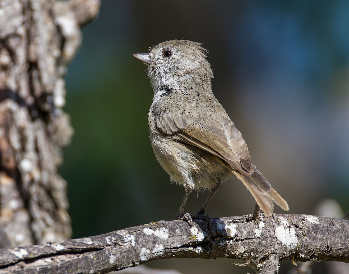 Oak Titmouse - ML640378075