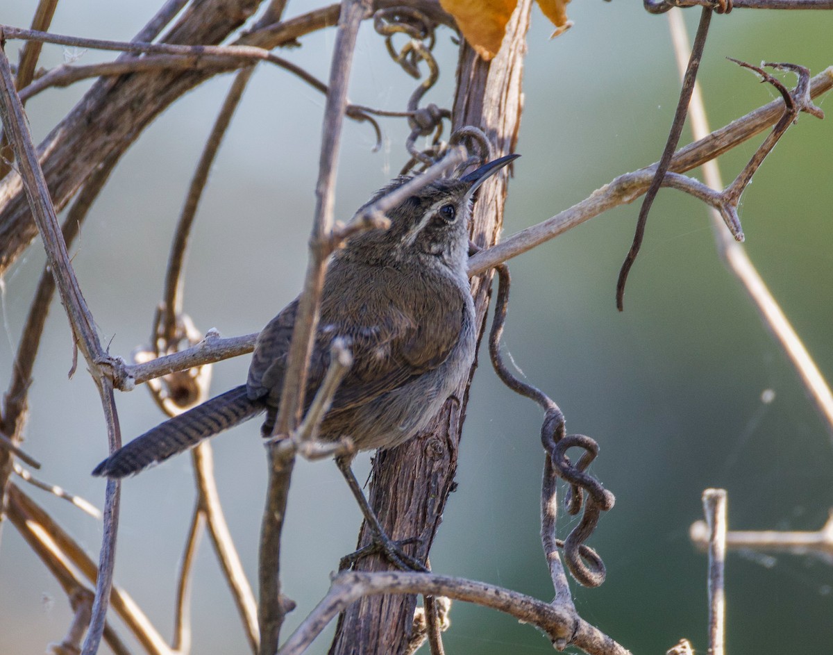 Bewick's Wren - ML640378078