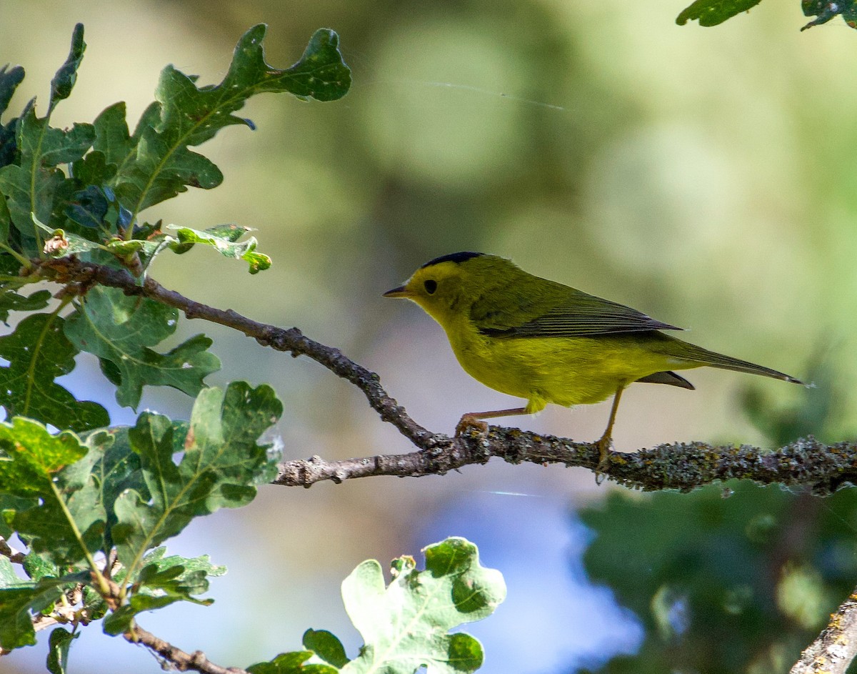 Wilson's Warbler - ML640378089