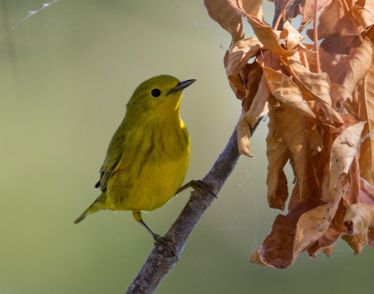 Northern Yellow Warbler - ML640378093