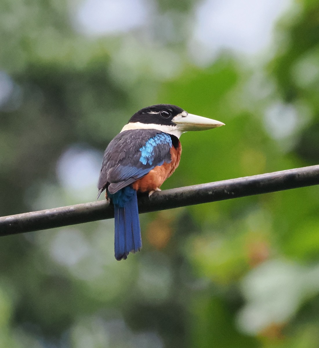 Rufous-bellied Kookaburra - ML640378107