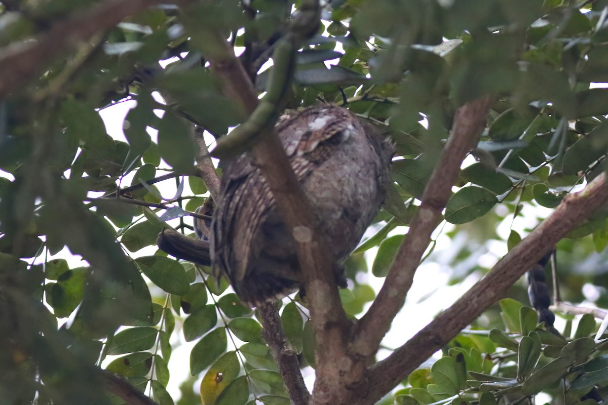 Pacific Screech-Owl - ML640378159