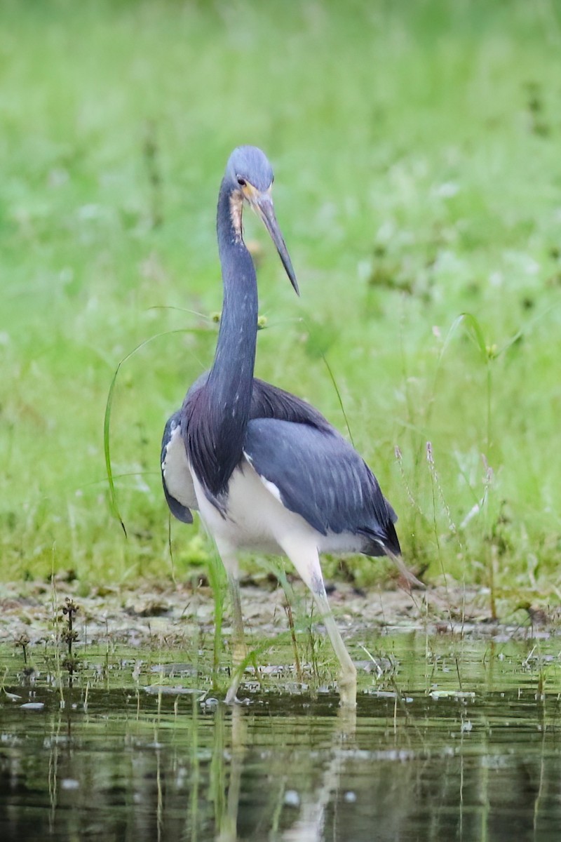 Tricolored Heron - ML640378190