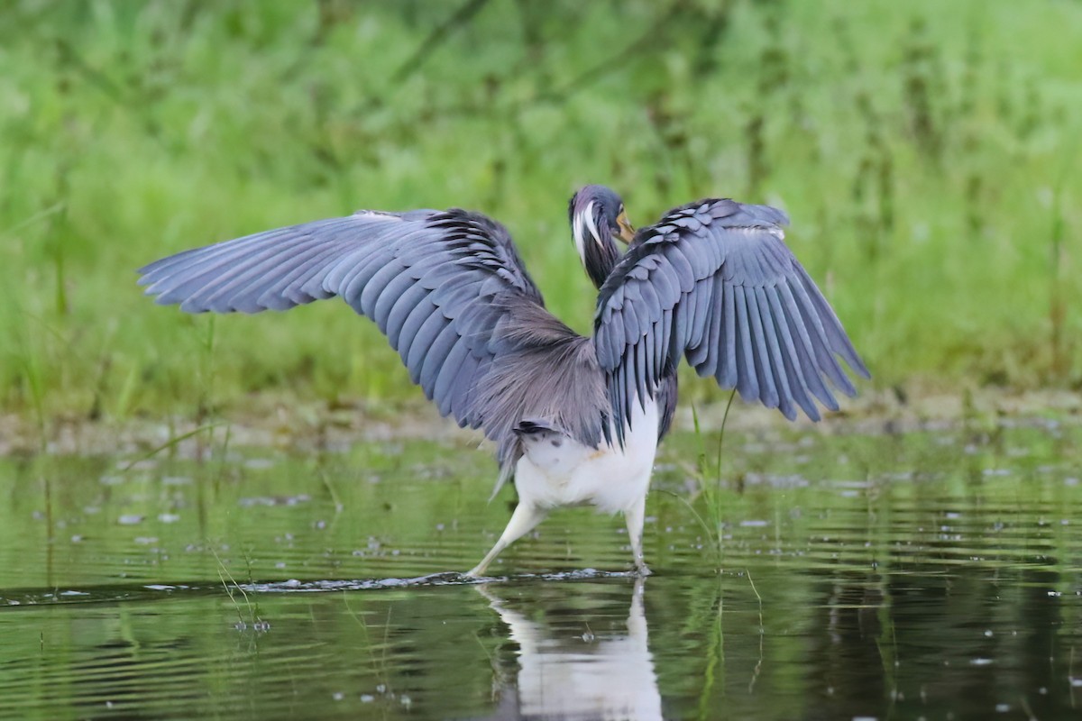 Tricolored Heron - ML640378191