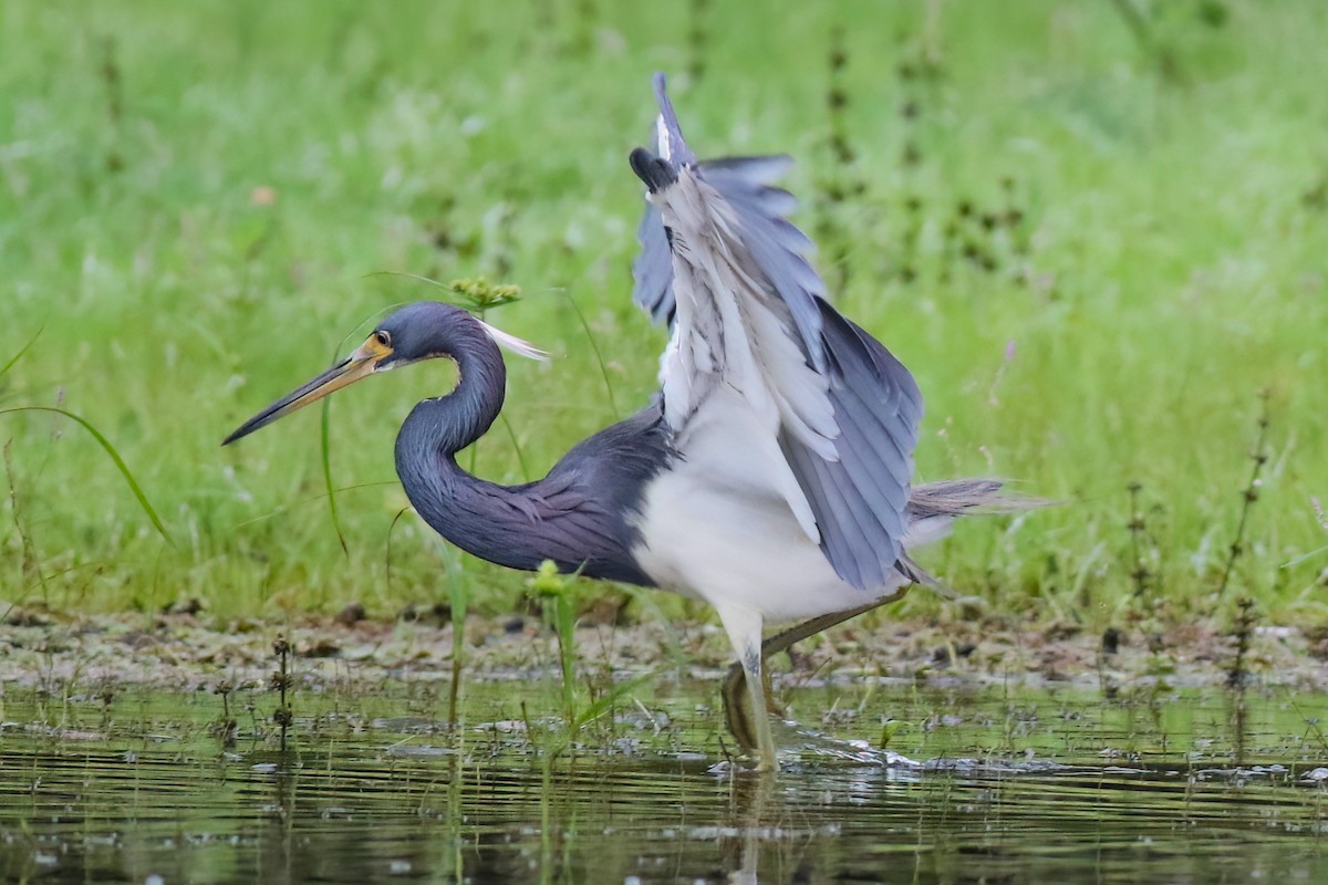 Tricolored Heron - ML640378192