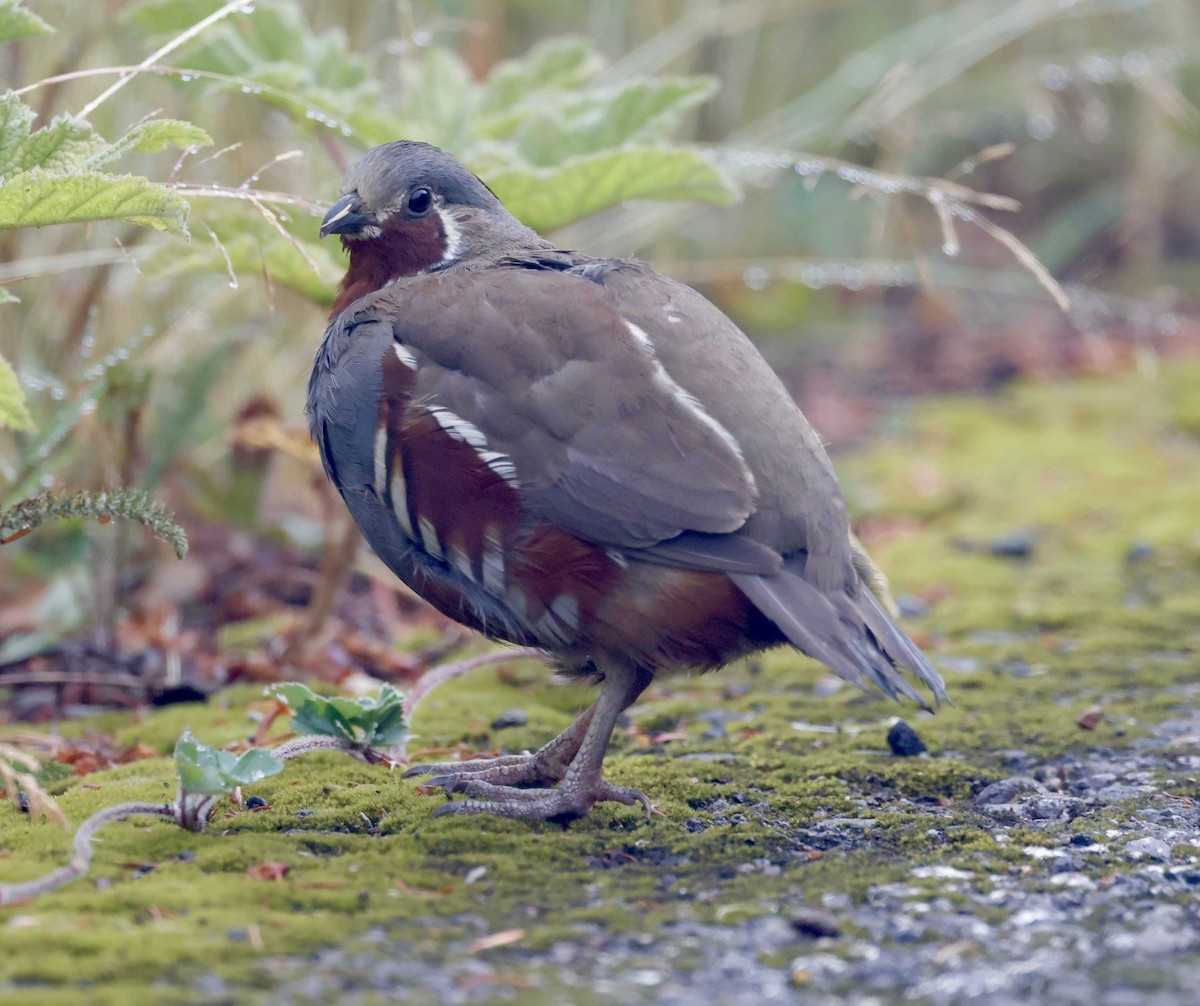 Bergwachtel - ML640378199