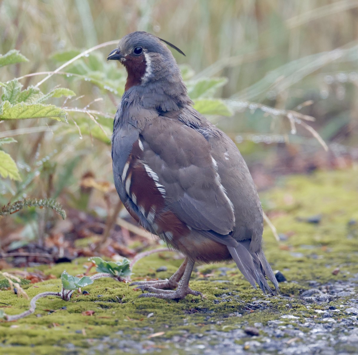 Bergwachtel - ML640378202