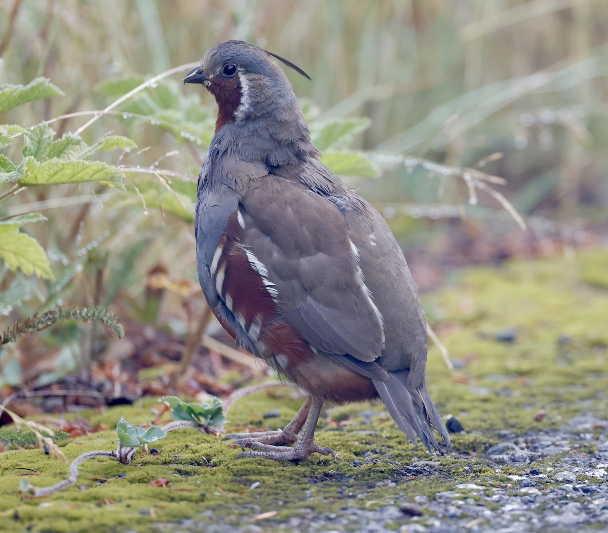 Bergwachtel - ML640378204