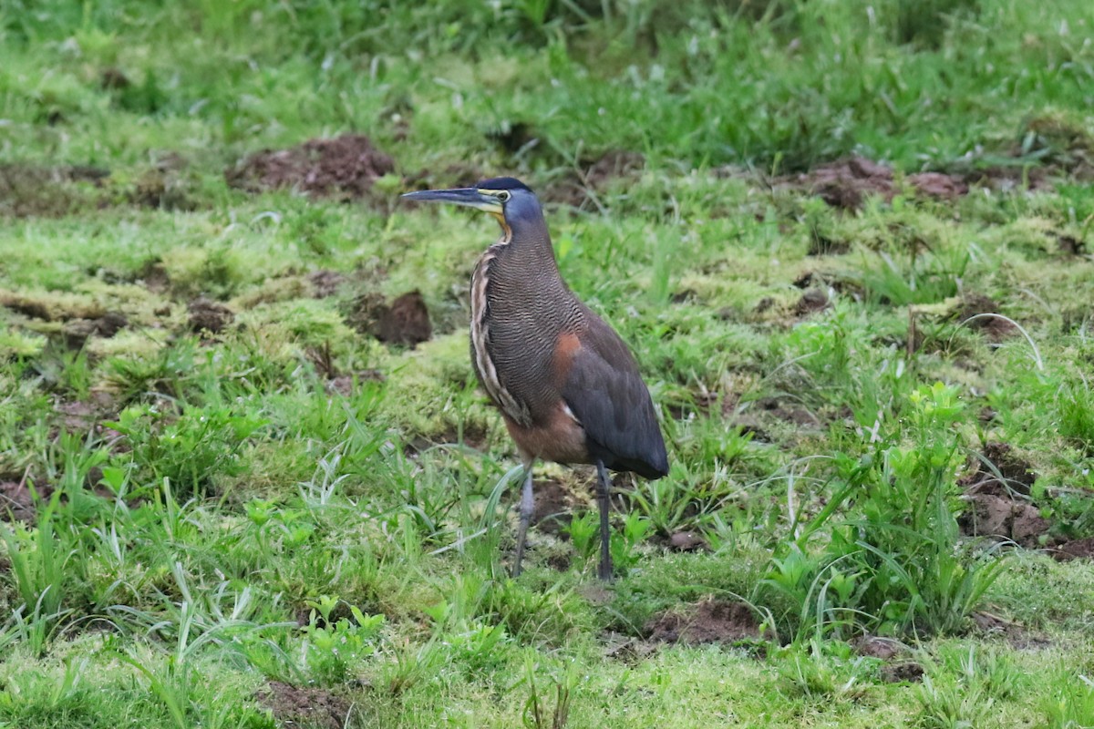 Bare-throated Tiger-Heron - ML640378227