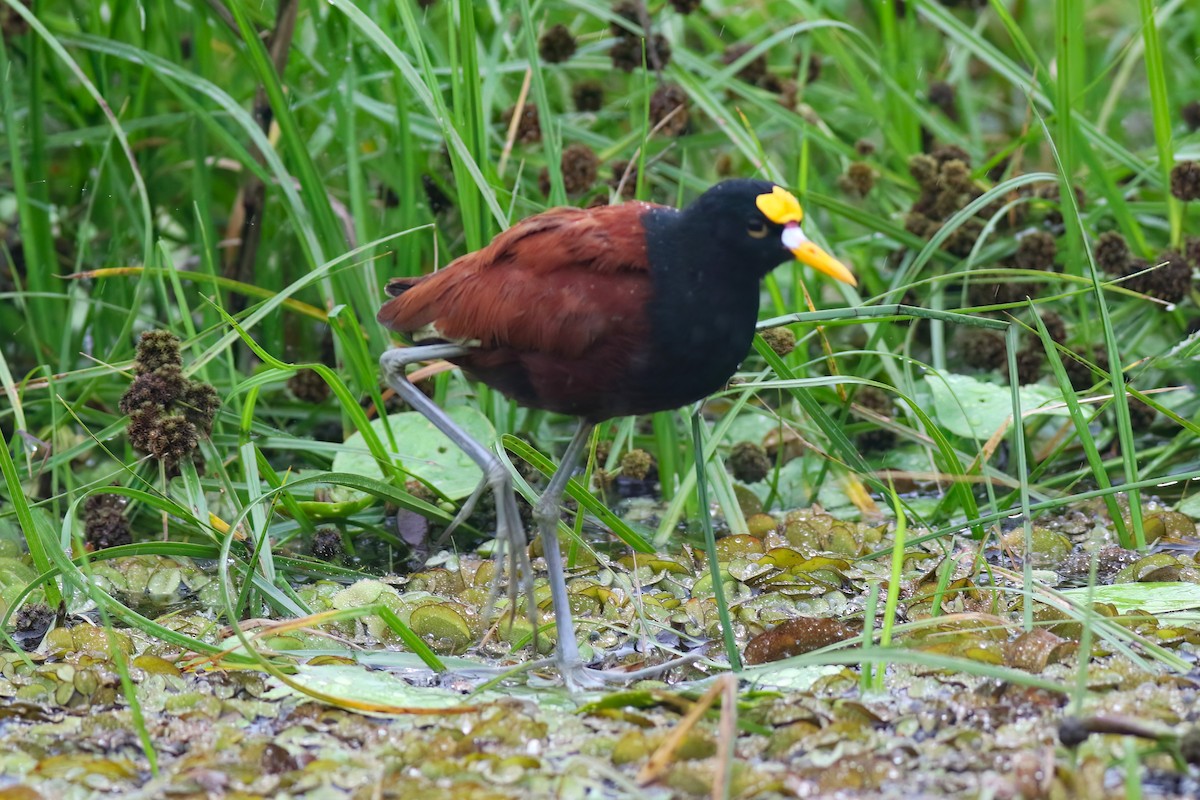 Northern Jacana - ML640378249