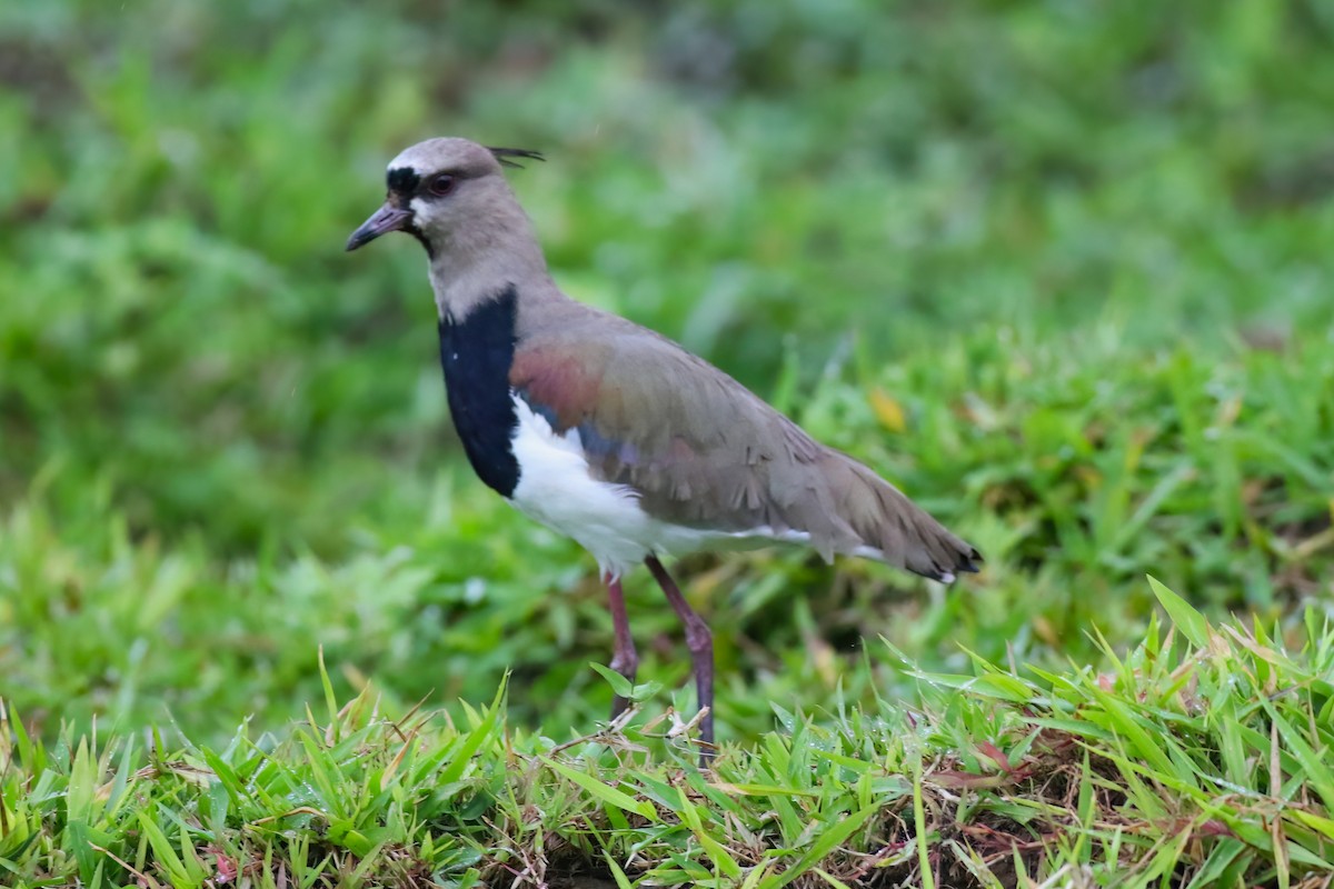 Southern Lapwing - ML640378252