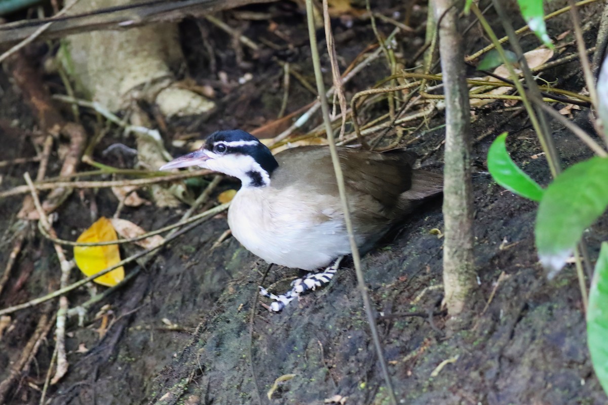 Sungrebe - ML640378266