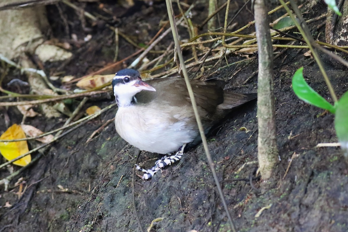 Sungrebe - ML640378267
