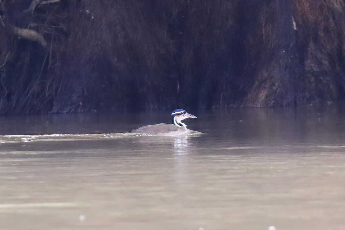 Sungrebe - ML640378268