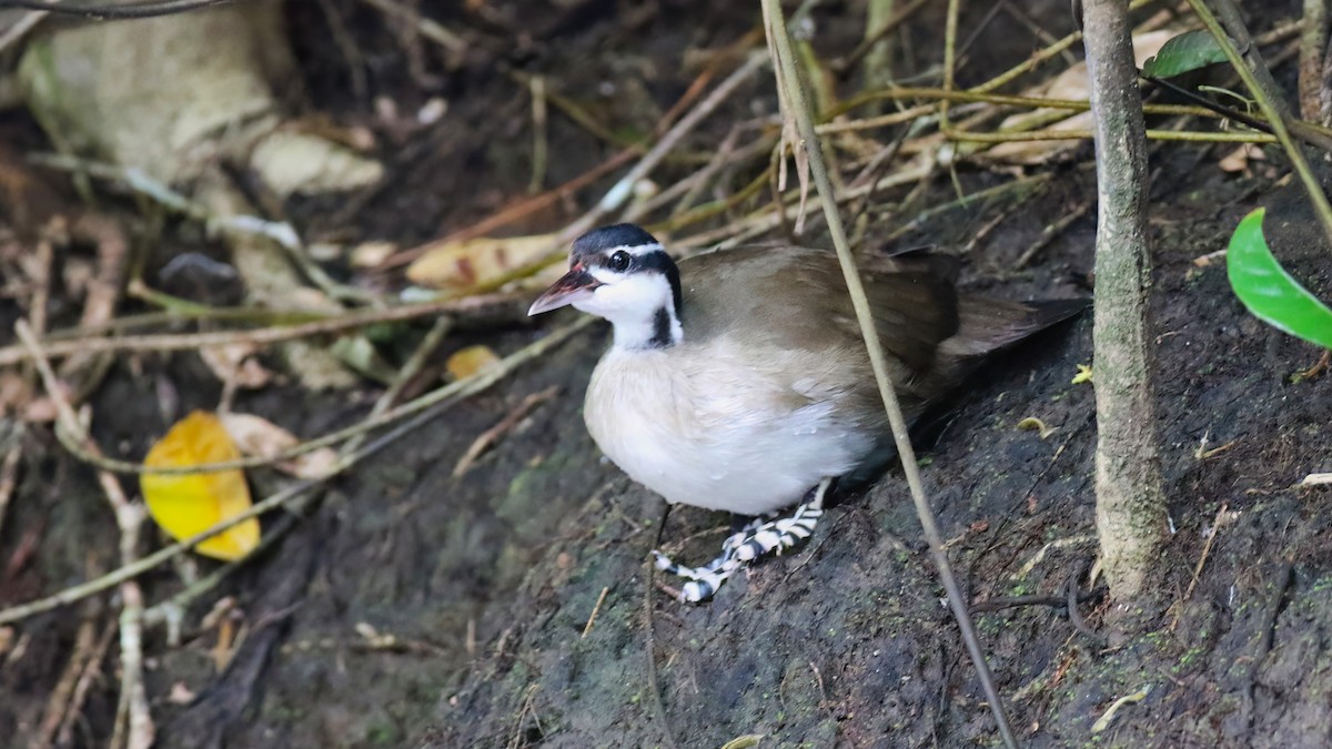 Sungrebe - ML640378269