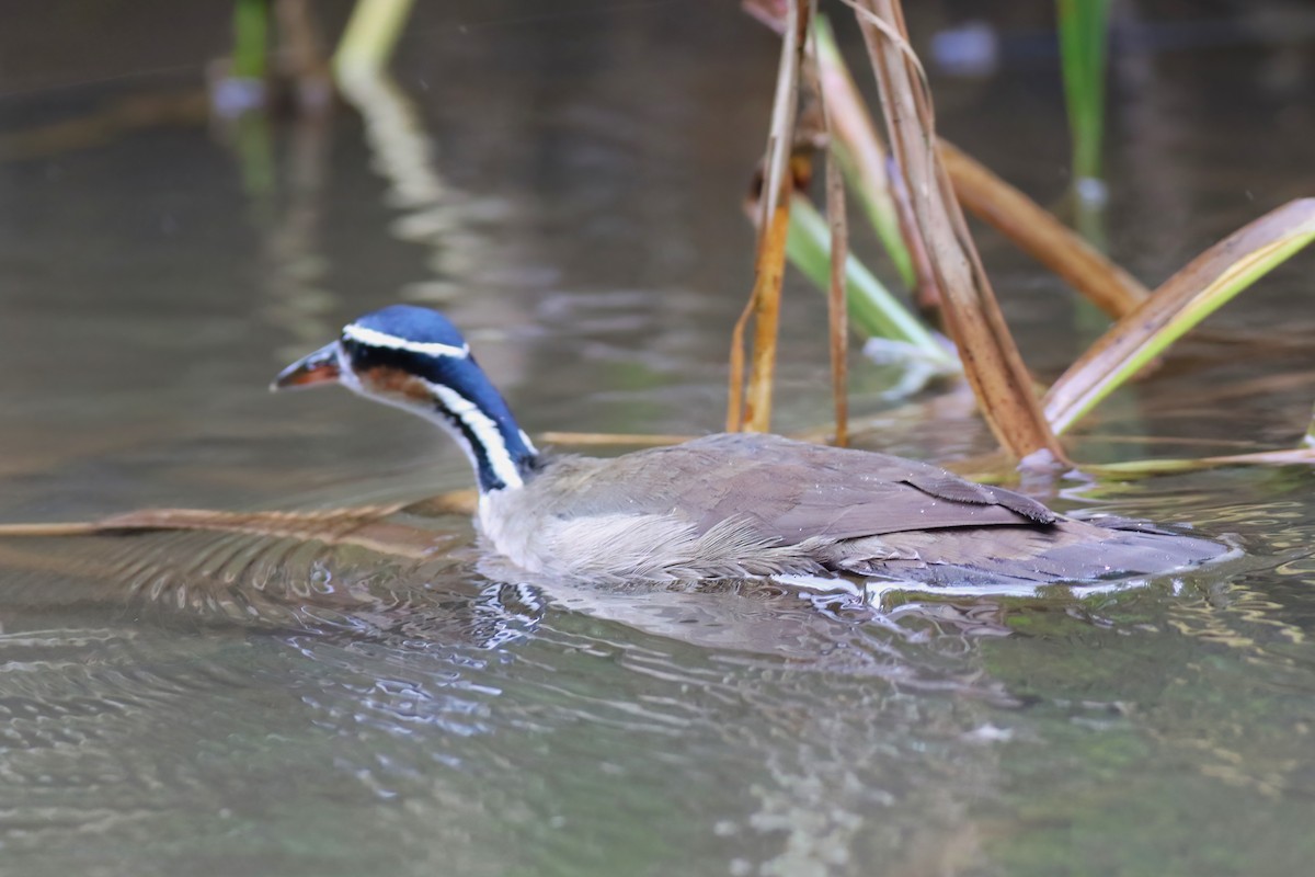 Sungrebe - ML640378270
