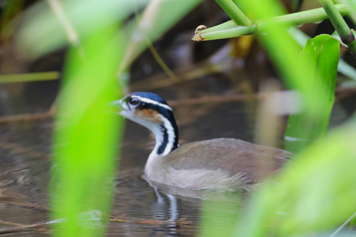 Sungrebe - ML640378271