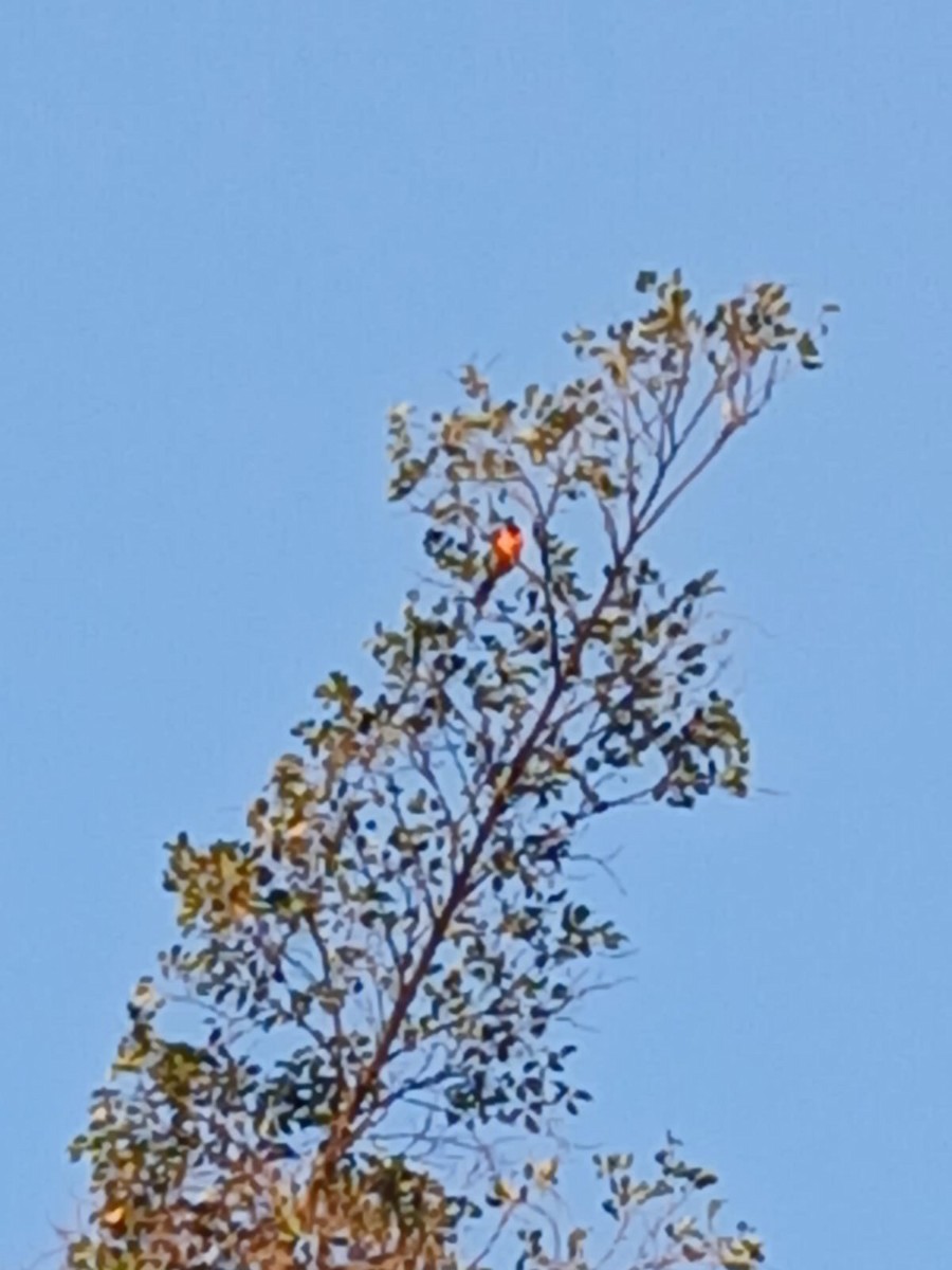 Campo Troupial - ML640378277