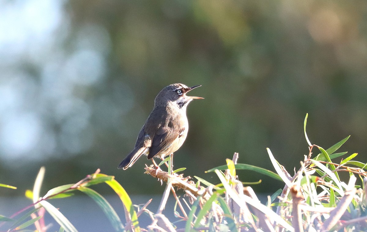 Spotted Scrubwren - ML640378293