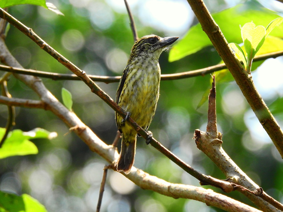 Speckled Tinkerbird - ML640378295
