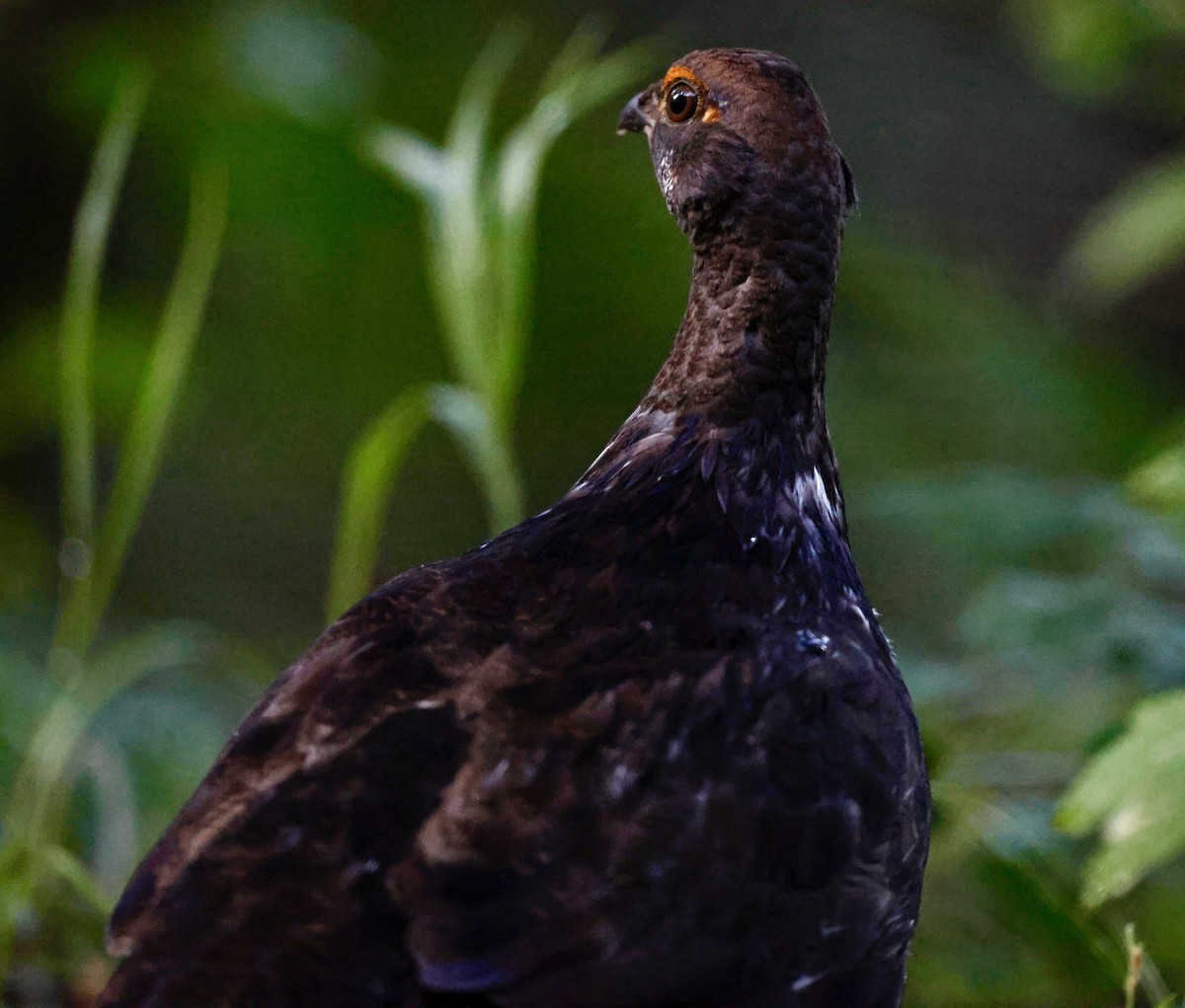 Küstengebirgshuhn - ML640378311