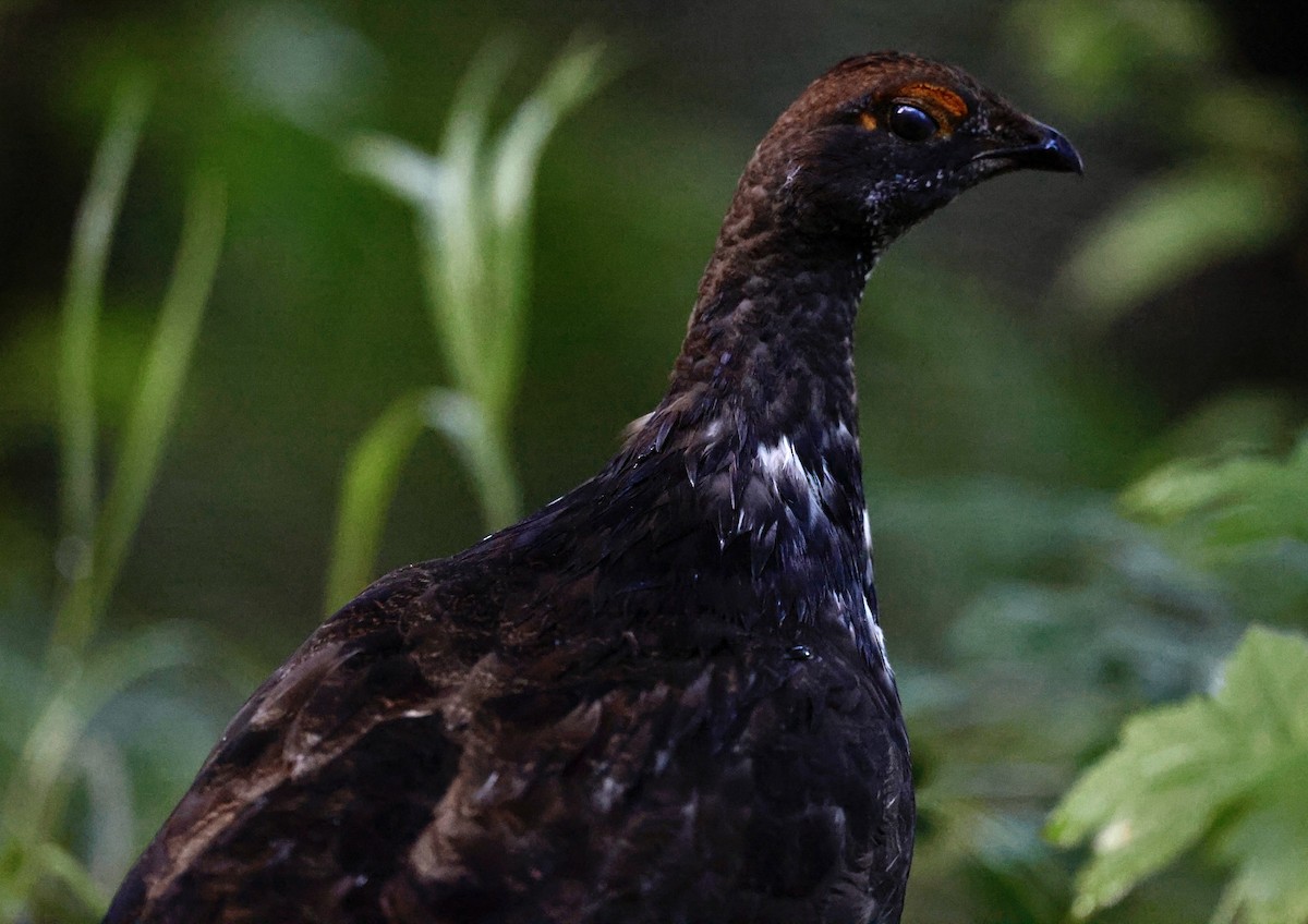 Küstengebirgshuhn - ML640378312