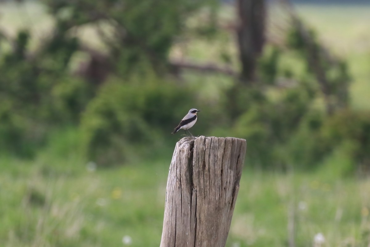 Northern Wheatear (Eurasian) - ML640378319