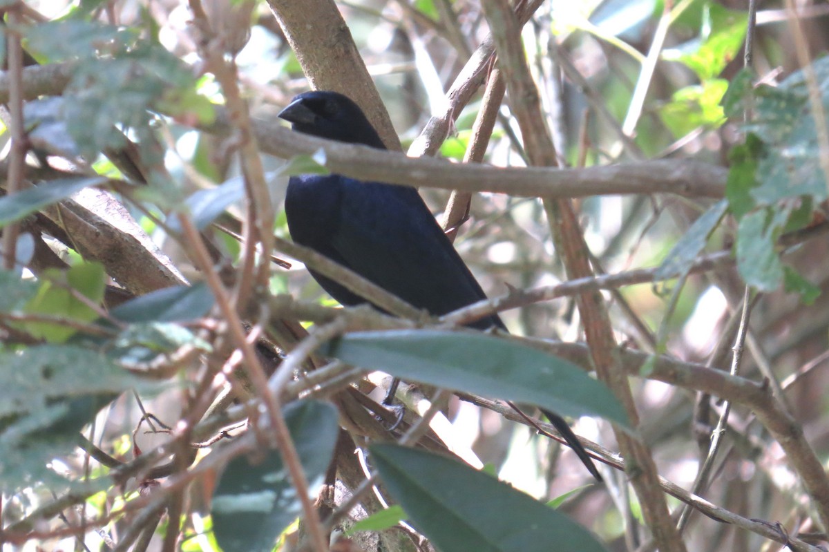 Shiny Cowbird - ML640378322