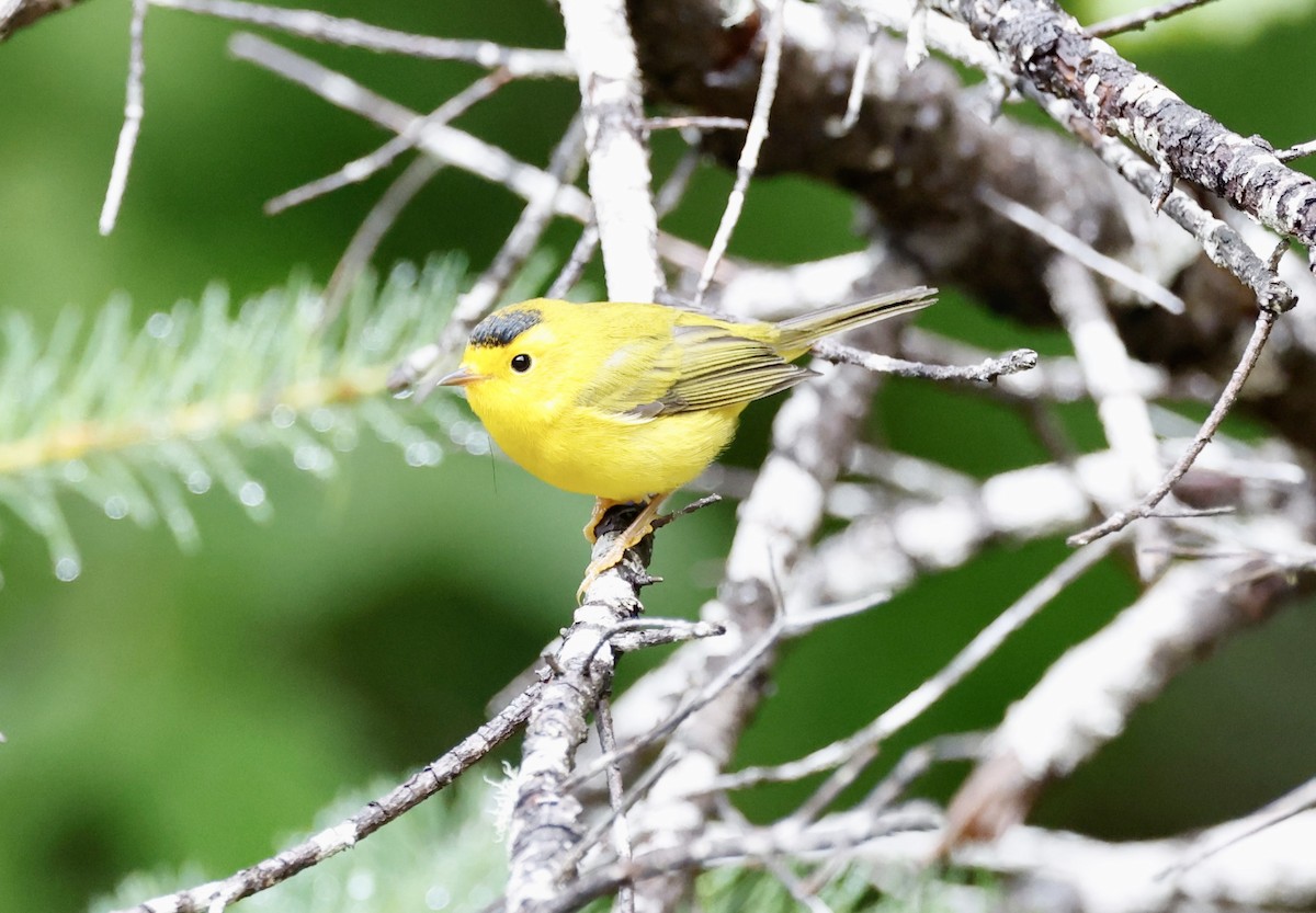 Mönchswaldsänger - ML640378324