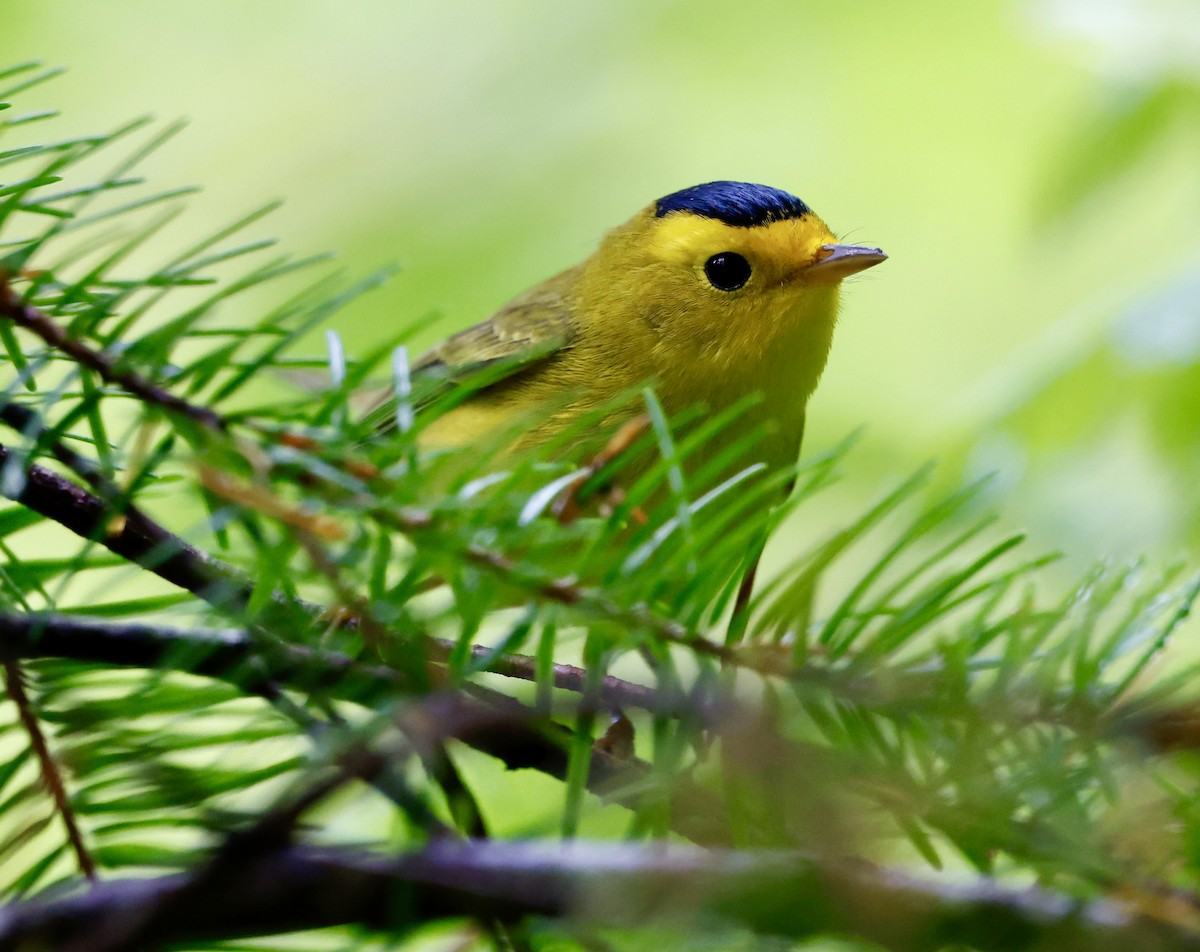 Mönchswaldsänger - ML640378325