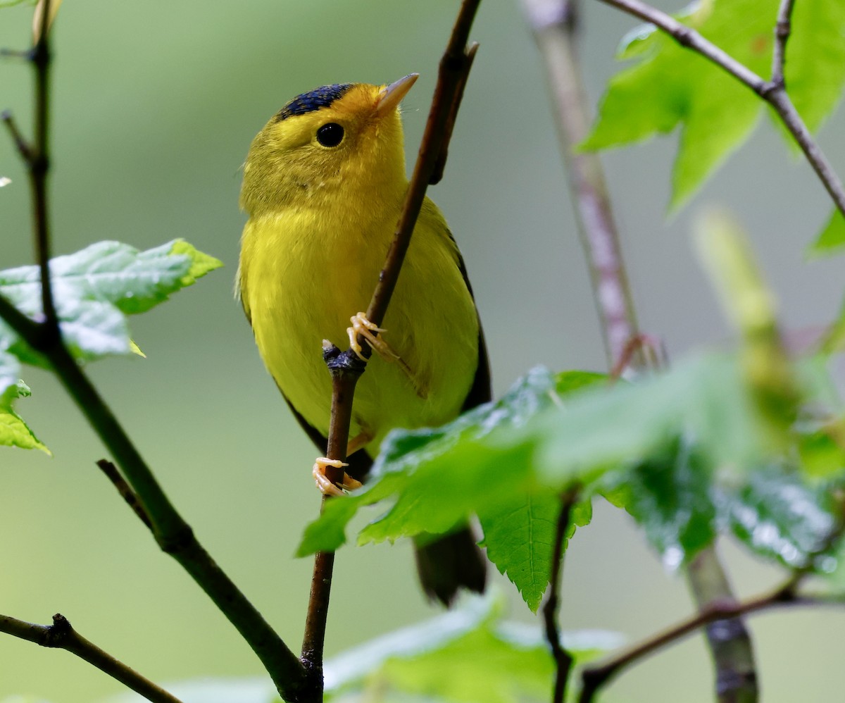 Mönchswaldsänger - ML640378326