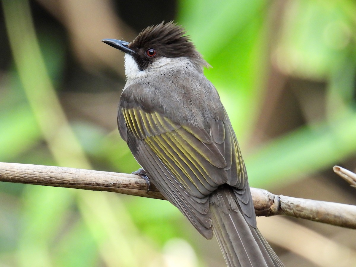 Ashy Bulbul (Ashy) - ML640378444