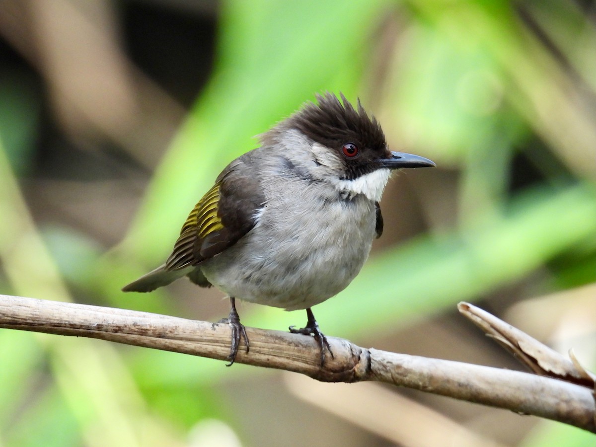 Ashy Bulbul (Ashy) - ML640378445