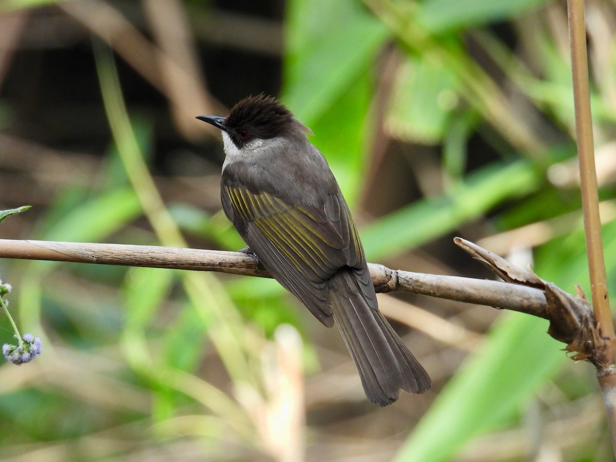 Ashy Bulbul (Ashy) - ML640378446