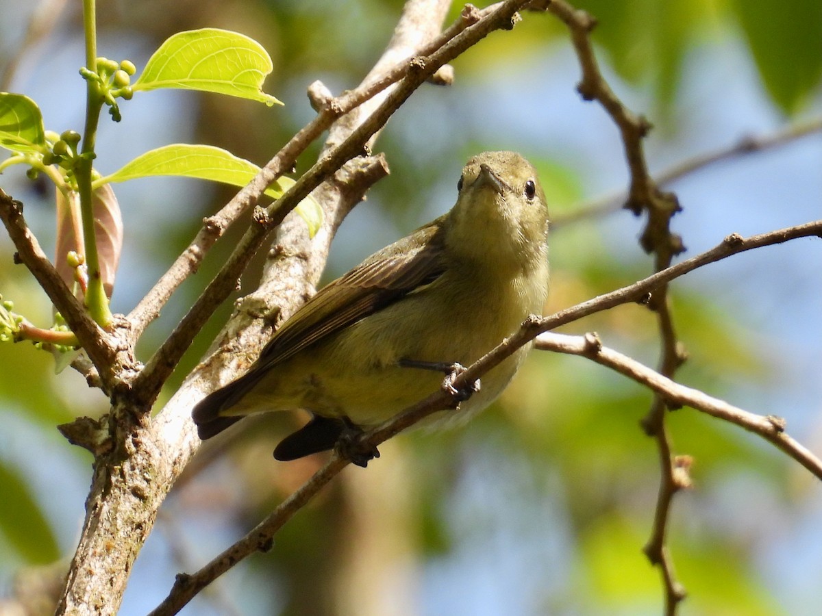 flowerpecker sp. - ML640378483